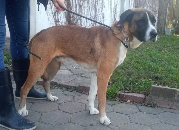 Znaleziono psa, Toruń, 18 listopada 2022
