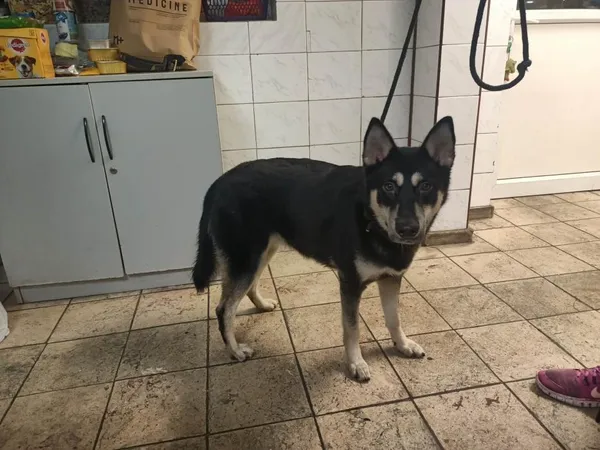 Znaleziono psa, Toruń, 15 listopada 2022