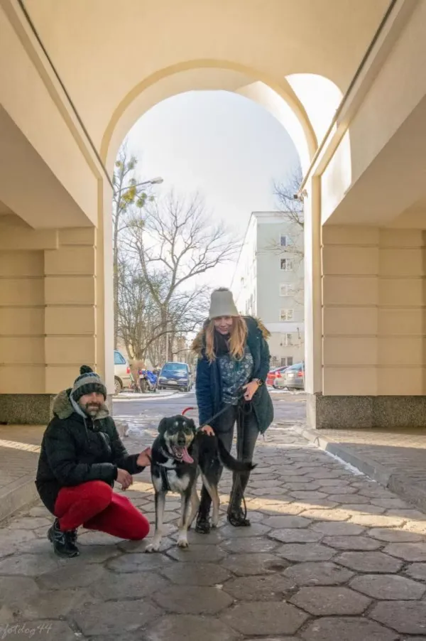 Pies do adopcji, Warszawa, 29 listopada 2018 (4/5)
