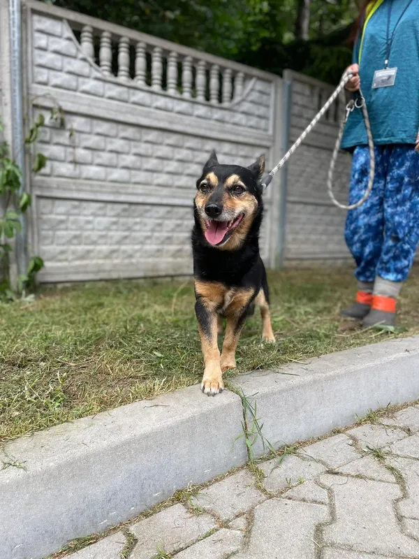 Pies do adopcji, Kielce, 19 czerwca 2023