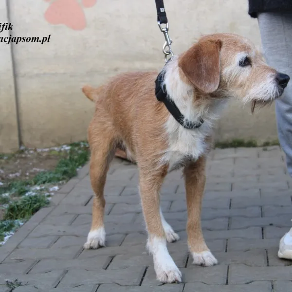 Pies do adopcji, Nowy Dwór Mazowiecki, 21 listopada 2022 (1/5)