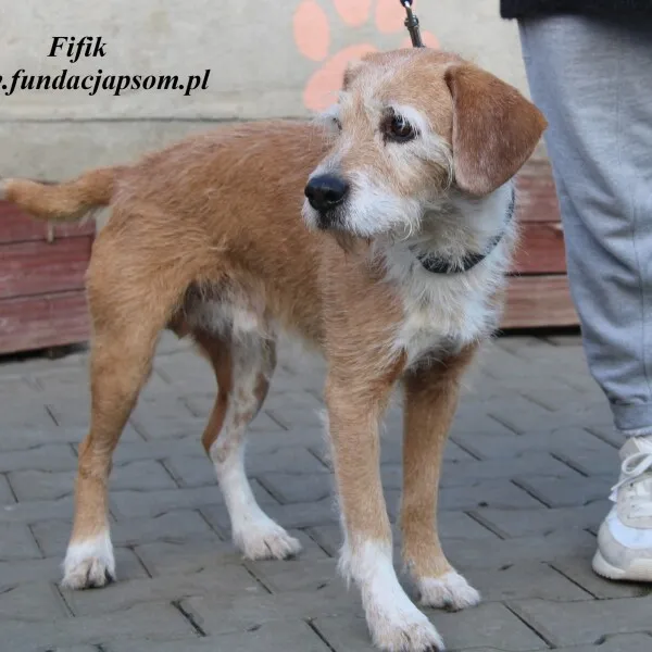Pies do adopcji, Nowy Dwór Mazowiecki, 21 listopada 2022 (2/5)