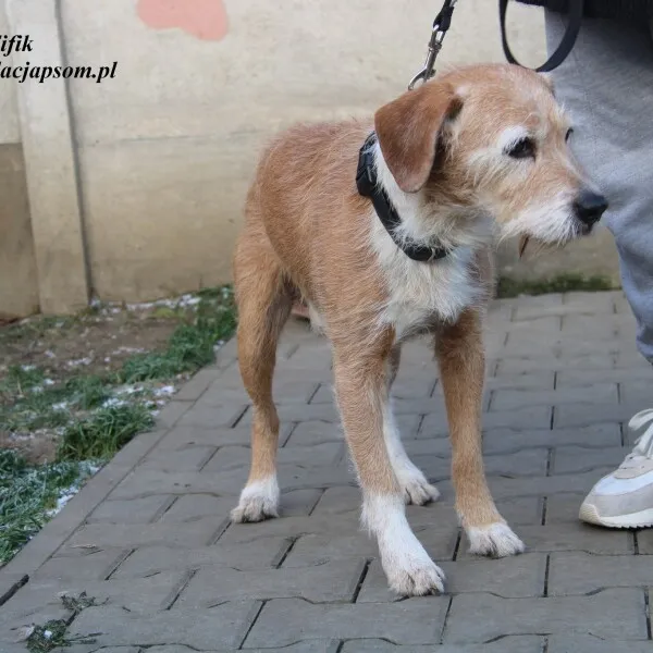 Pies do adopcji, Nowy Dwór Mazowiecki, 21 listopada 2022 (4/5)