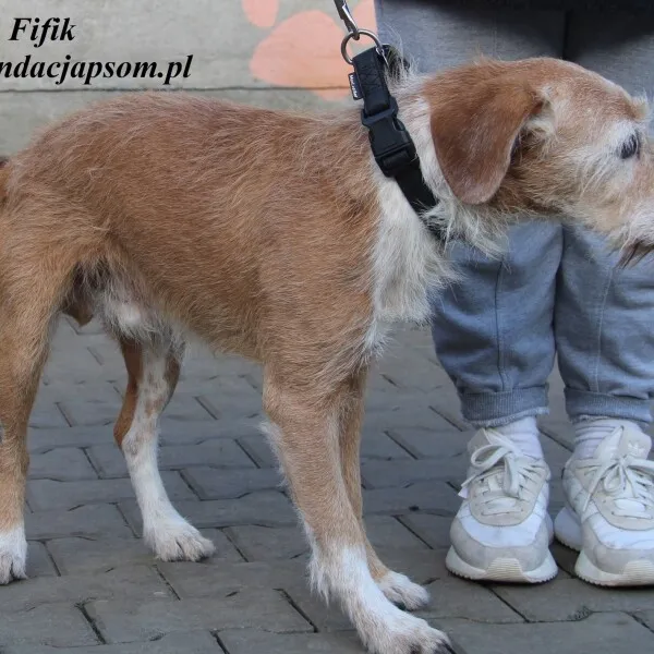 Pies do adopcji, Nowy Dwór Mazowiecki, 21 listopada 2022 (5/5)