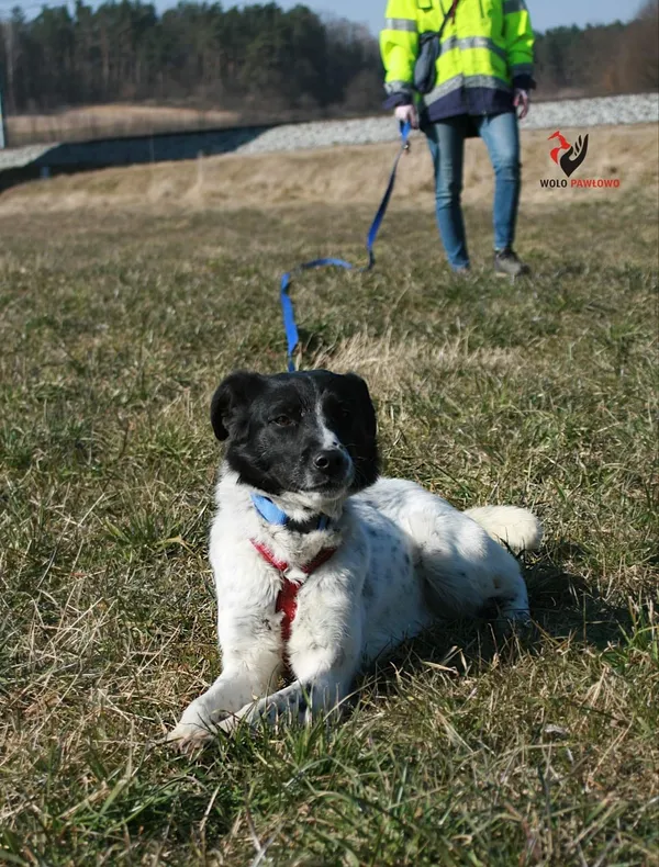 Pies do adopcji, Pniewo-Czeruchy, 1 lipca 2022 (2/4)