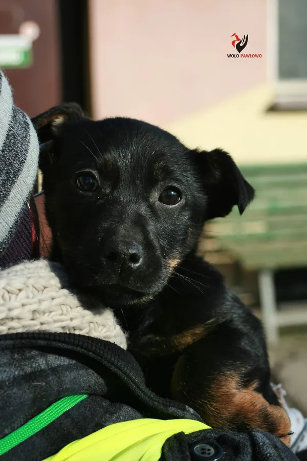 Pies do adopcji, Pniewo-Czeruchy, 14 czerwca 2022 (3/4)