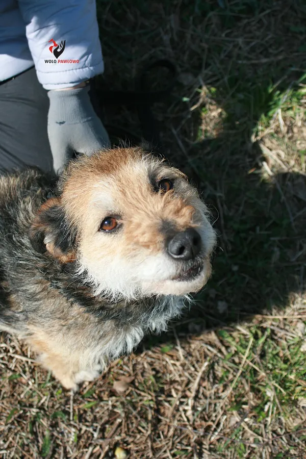 Pies do adopcji, Pniewo-Czeruchy, 19 marca 2022 (3/4)
