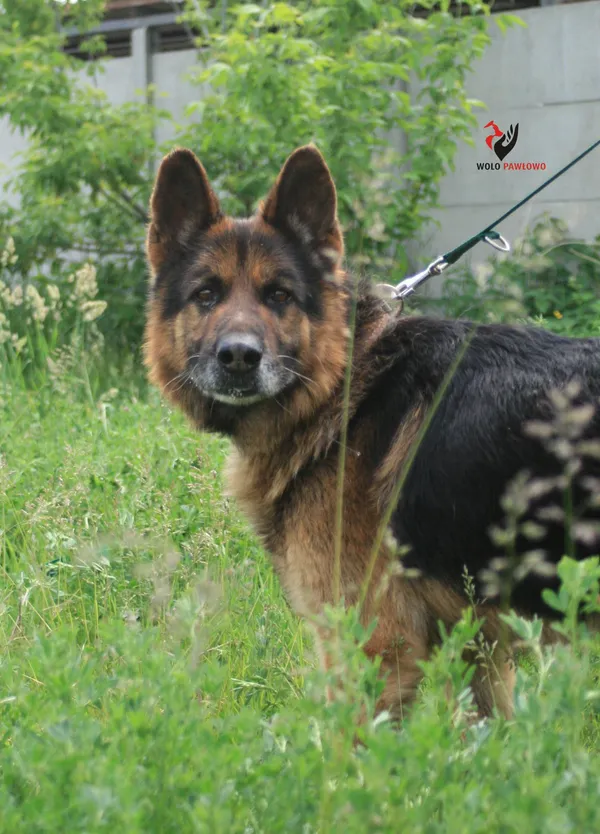 Pies do adopcji, Pniewo-Czeruchy, 1 marca 2022 (3/4)