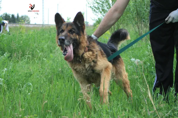 Pies do adopcji, Pniewo-Czeruchy, 1 marca 2022 (4/4)