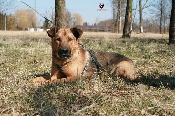 Pies do adopcji, Pniewo-Czeruchy, 1 marca 2022 (4/4)