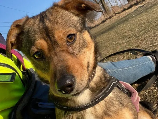 Pies do adopcji, Pniewo-Czeruchy, 1 marca 2022 (1/4)
