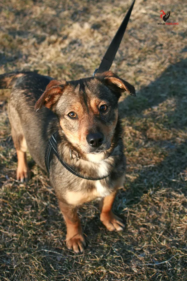 Pies do adopcji, Pniewo-Czeruchy, 1 marca 2022 (2/4)