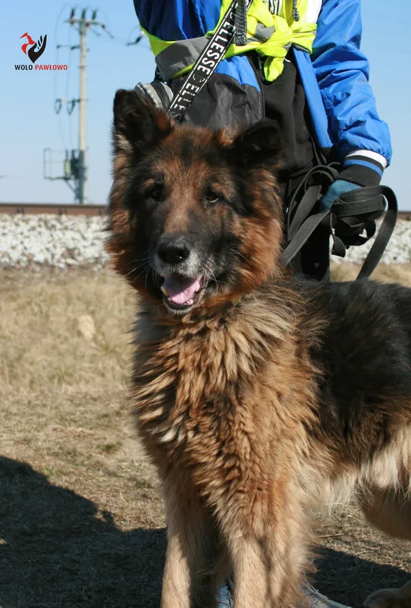Pies do adopcji, Pniewo-Czeruchy, 19 lutego 2022 (2/4)