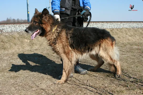 Pies do adopcji, Pniewo-Czeruchy, 19 lutego 2022 (3/4)