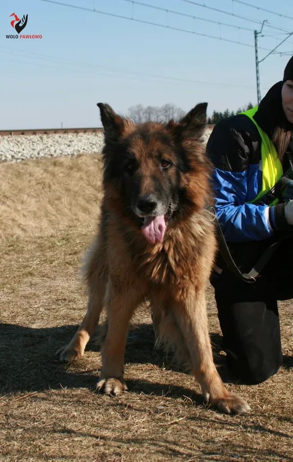 Pies do adopcji, Pniewo-Czeruchy, 19 lutego 2022 (4/4)