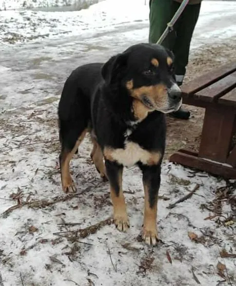 Pies do adopcji, Pniewo-Czeruchy, 15 grudnia 2021 (1/4)