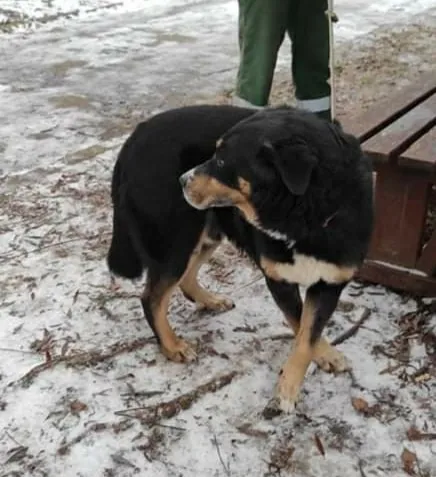 Pies do adopcji, Pniewo-Czeruchy, 15 grudnia 2021 (2/4)