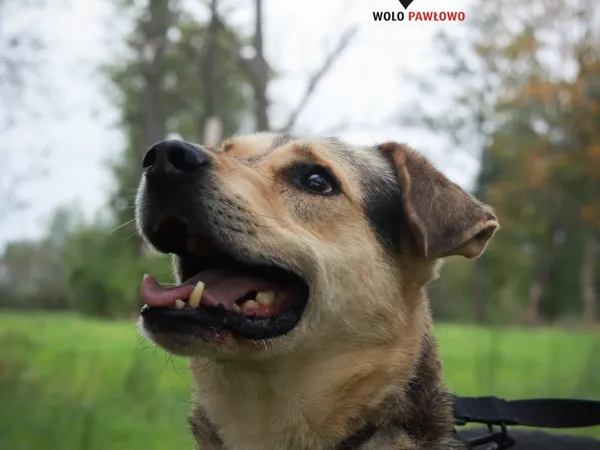 Pies do adopcji, Pniewo-Czeruchy, 14 listopada 2021 (1/4)