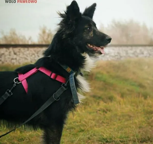 Pies do adopcji, Pniewo-Czeruchy, 26 czerwca 2021 (1/4)