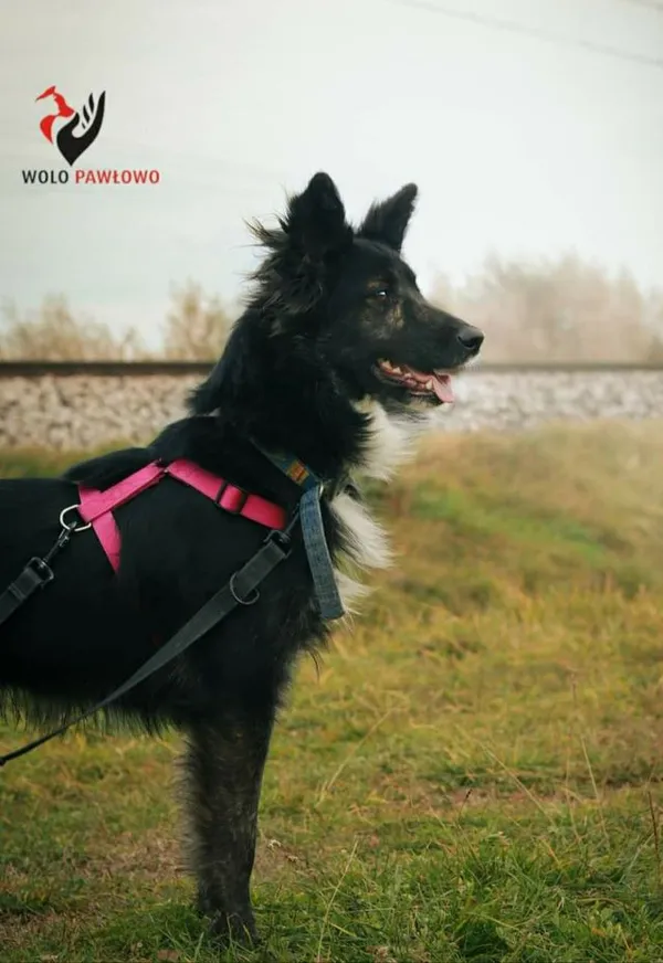 Pies do adopcji, Pniewo-Czeruchy, 26 czerwca 2021 (2/4)