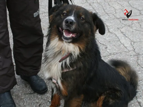 Pies do adopcji, Pniewo-Czeruchy, 26 czerwca 2021 (1/4)