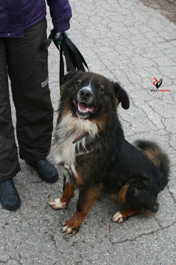 Pies do adopcji, Pniewo-Czeruchy, 26 czerwca 2021 (4/4)