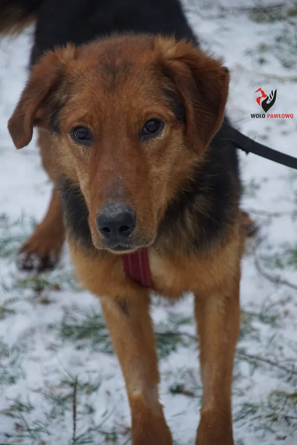 Pies do adopcji, Pniewo-Czeruchy, 11 czerwca 2021 (3/4)