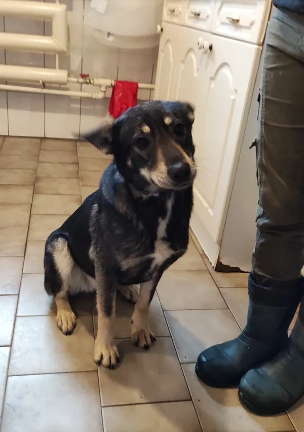 Pies do adopcji, Pniewo-Czeruchy, 23 marca 2021 (2/4)