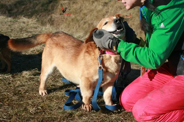 Pies do adopcji, Pniewo-Czeruchy, 25 lutego 2021 (3/4)