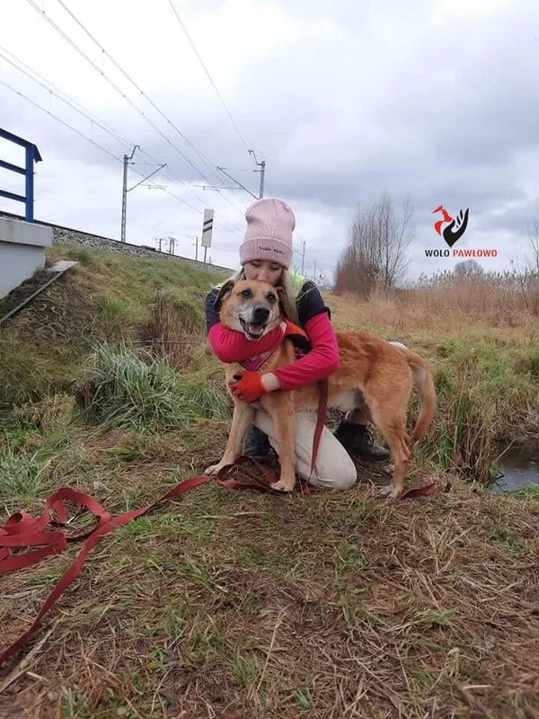 Pies do adopcji, Pniewo-Czeruchy, 25 lutego 2021 (2/4)