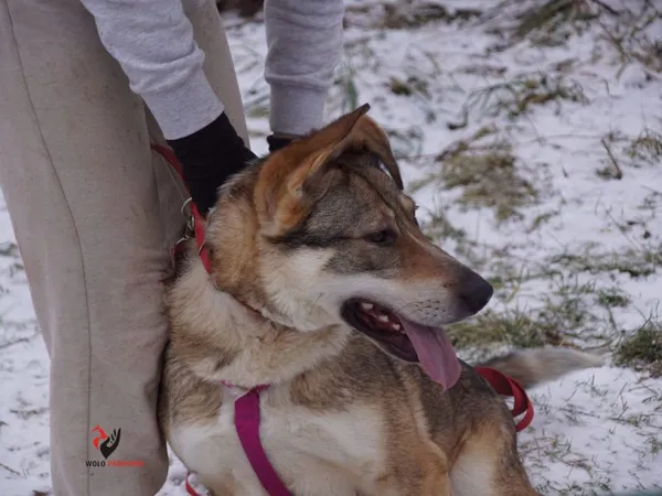 Pies do adopcji, Pniewo-Czeruchy, 6 lutego 2021 (1/4)