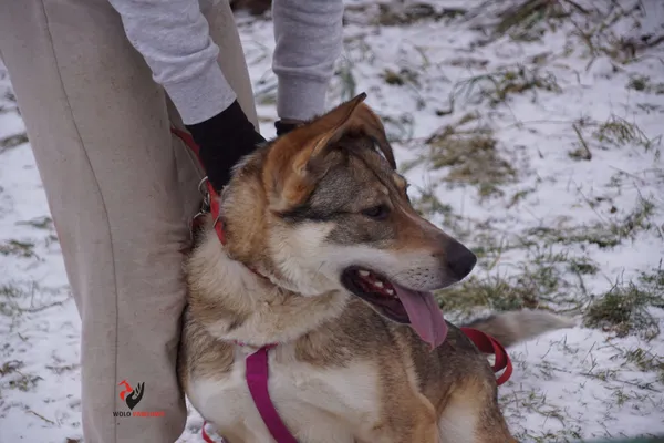 Pies do adopcji, Pniewo-Czeruchy, 6 lutego 2021 (3/4)