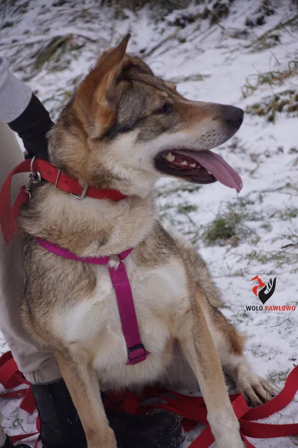 Pies do adopcji, Pniewo-Czeruchy, 6 lutego 2021 (4/4)
