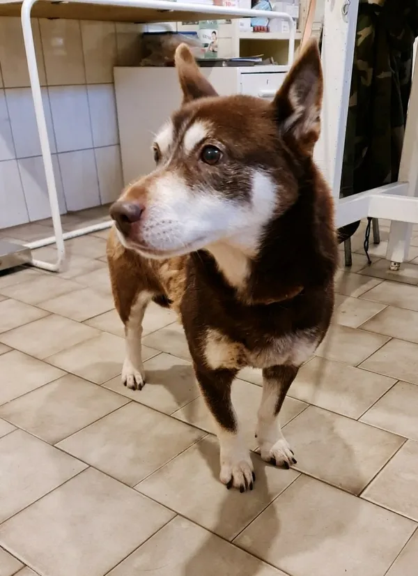 Pies do adopcji, Pniewo-Czeruchy, 8 stycznia 2021 (3/4)