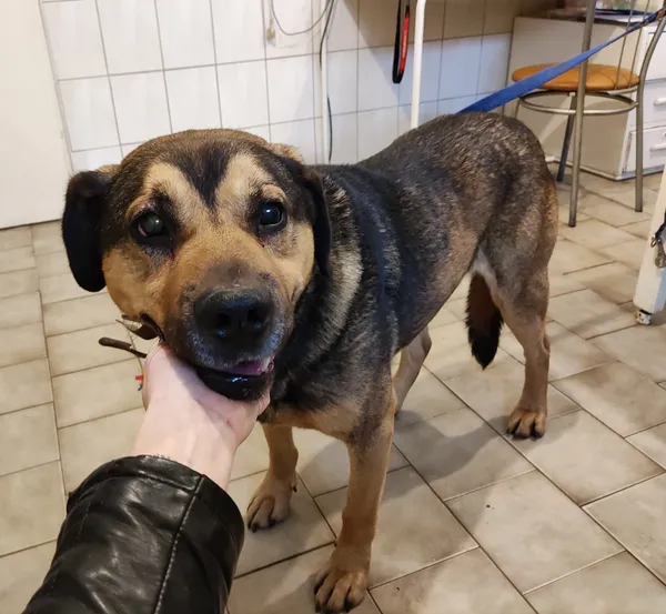 Pies do adopcji, Pniewo-Czeruchy, 22 grudnia 2020 (3/4)