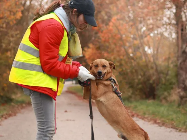 Pies do adopcji, Pniewo-Czeruchy, 27 września 2020 (1/4)