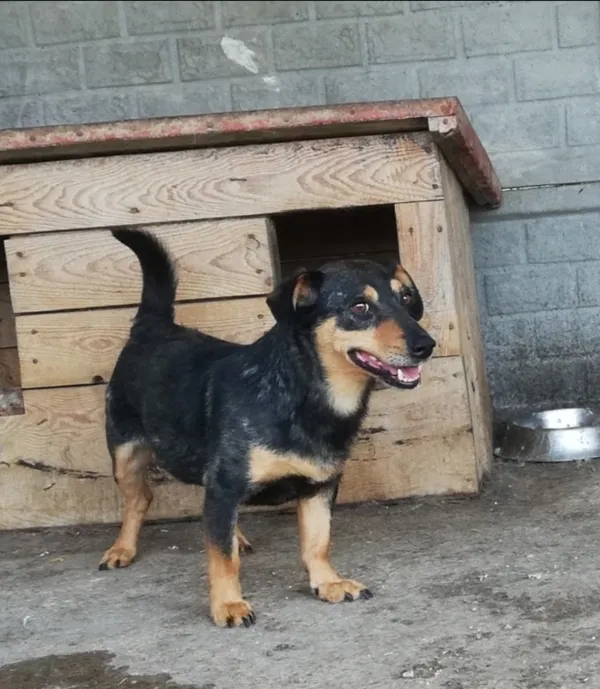 Pies do adopcji, Pniewo-Czeruchy, 1 sierpnia 2020 (2/4)