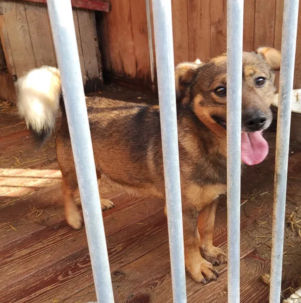 Pies do adopcji, Pniewo-Czeruchy, 11 czerwca 2020 (2/4)