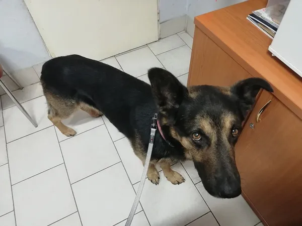 Pies do adopcji, Pniewo-Czeruchy, 19 października 2019 (2/4)