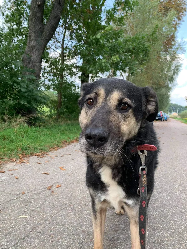 Pies do adopcji, Pniewo-Czeruchy, 21 sierpnia 2019 (4/4)