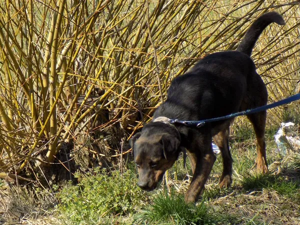 Pies do adopcji, Pniewo-Czeruchy, 23 kwietnia 2019 (4/4)