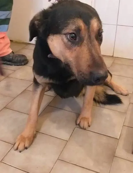 Pies do adopcji, Pniewo-Czeruchy, 7 marca 2019 (1/2)