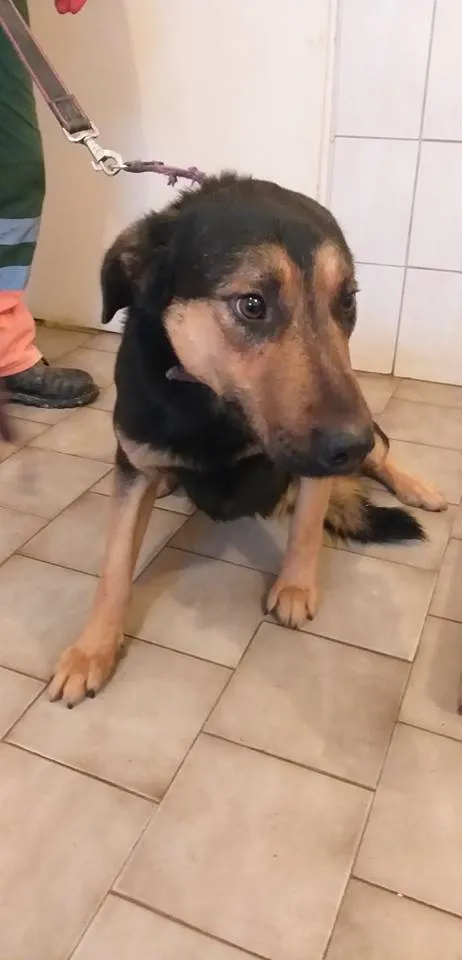 Pies do adopcji, Pniewo-Czeruchy, 7 marca 2019 (2/2)