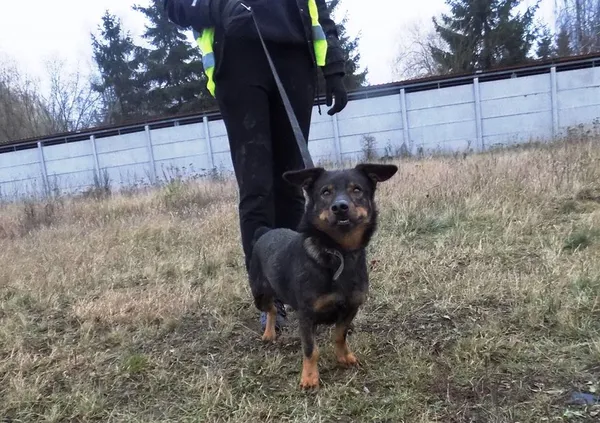 Pies do adopcji, Pniewo-Czeruchy, 13 grudnia 2018 (2/4)