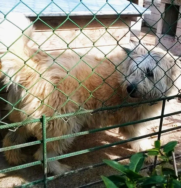 Pies do adopcji, Pniewo-Czeruchy, 8 sierpnia 2018 (4/4)