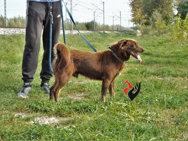 Pies do adopcji, Pniewo-Czeruchy, 26 lipca 2018 (3/4)