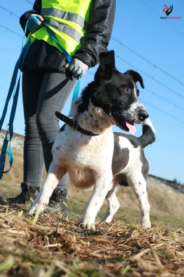 Pies do adopcji, Pniewo-Czeruchy, 24 maja 2018 (2/4)