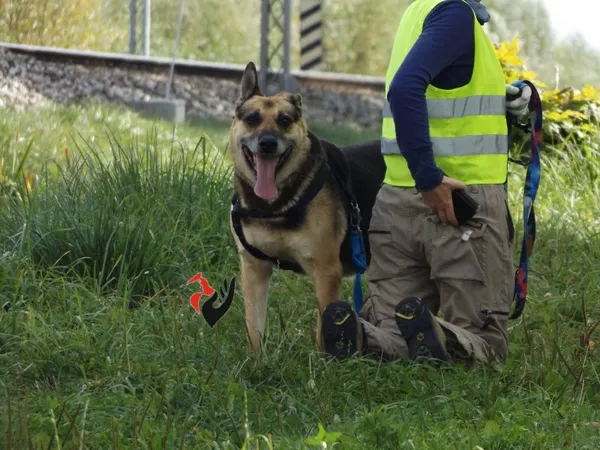 Pies do adopcji, Pniewo-Czeruchy, 17 maja 2018 (1/4)