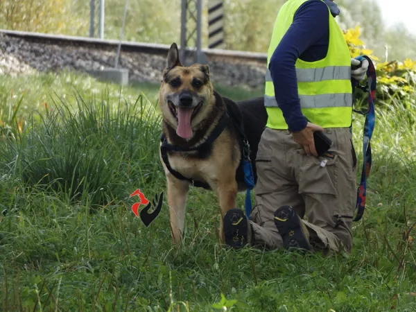 Pies do adopcji, Pniewo-Czeruchy, 17 maja 2018 (2/4)