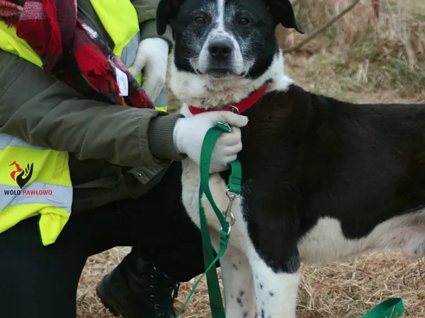 Pies do adopcji, Pniewo-Czeruchy, 16 maja 2018 (1/4)